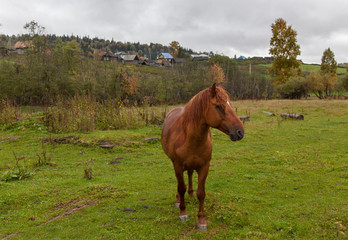 Obraz premium Horses and foal on the background of a mountain village in Bashkortostan.