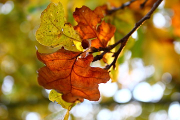 Naklejka na ściany i meble Autumn oak leaves