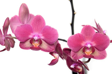 Beautiful pink orchid flowers image isolated on white background close up view