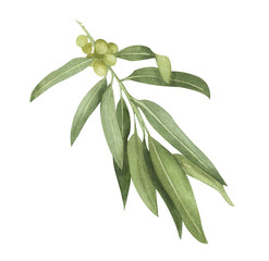 Watercolor olive branch with fruit and leaves. Isolated object on a white background. Hand painted sea buckthorn twig with green berries and leaves.
