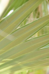 l interesting original exotic background of green palm leaf in close-up