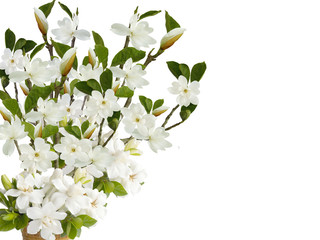 Beautiful blooming white magnolia flower .