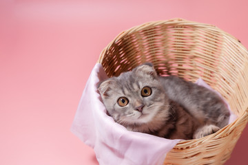Scottish fold cat breed, age 3 months in basket . Little scottish fold Cat cute ginger kitten in the fluffy pet is feeling happy and cat lovely comfortable . love to animals pet concept .