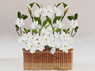 Beautiful blooming white magnolia flower .