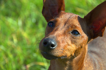 Portrait of a brown dog with big ears, kind and intelligent eyes. Faithful dog's look.