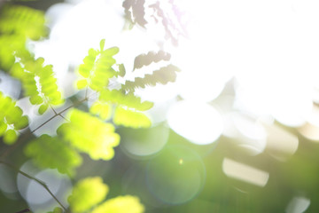 Summer blurred green background with foliage, sunlight and bokeh