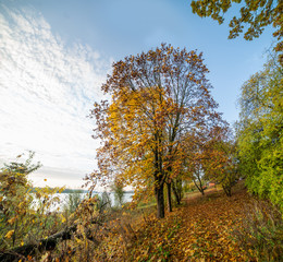 Beautiful autumn landscape near water body in the morning