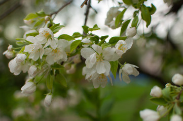 Blooming apple tree branch with leaves on a blurred background