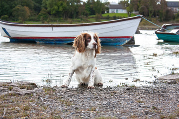 dog on a shore with boats