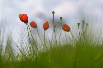 Klatschmohn in einem Getreidefeld