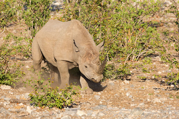 Fototapeta premium White rhinoceros bull making dust with his feet while walking through the steppe, Etosha, Namibia, Africa