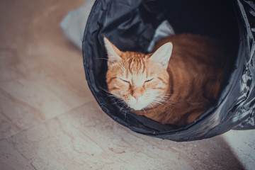 Ginger young cat sleeping peacefully on the black tube
