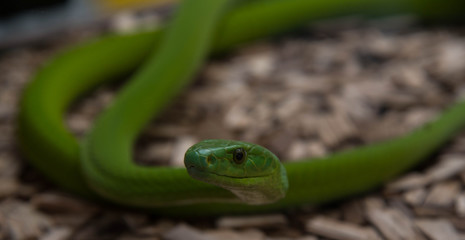 Schlangen im Reptilienland Martel 