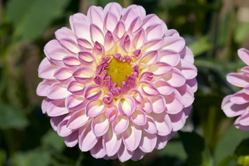Beautiful purple dahlia flowers in the garden blooming in autumn.
