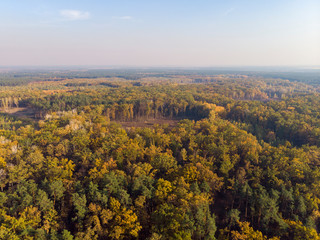 Autumn forest aerial drone view
