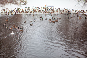 flock of wild ducks in winter