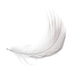 grey striped feather curl on white