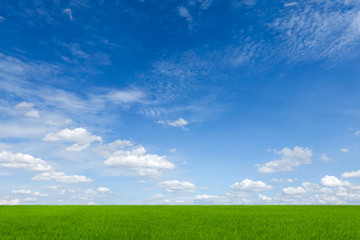 sky and green grass field background.