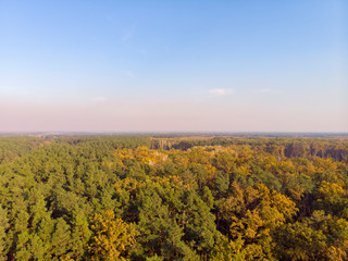 Autumn forest aerial drone view