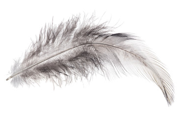 dark grey duck feather on white