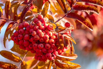 autumn leaves on the branches of trees and fall to the ground