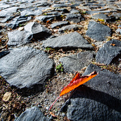 red autumn leaf on stone pavement