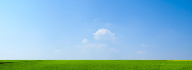 sky and green field background panorama