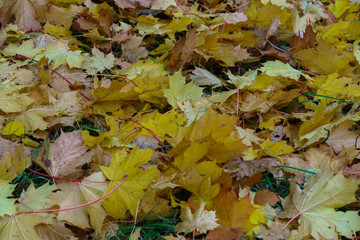 Earth covered with yellow and orange maple leaves.