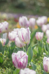 パープルのライン入りチューリップ2