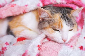 Fototapeta na wymiar cute sleeping cat under a blanket