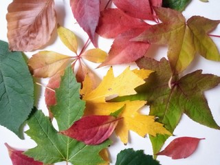 autumn leaves background
