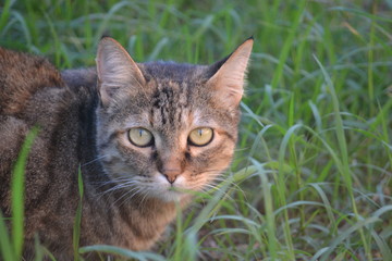 cat on grass