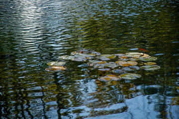 water lilies on the pond in the autumn park © chrupka