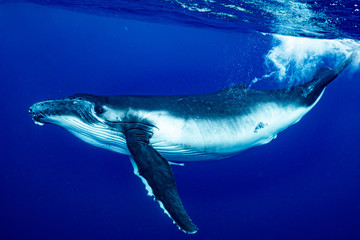 ザトウクジラ whale