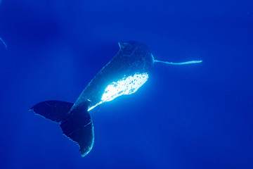 ザトウクジラ トンガ