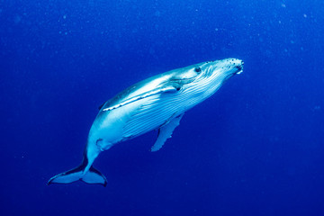 ザトウクジラ whale