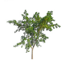 Big green tree on white background.