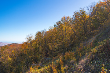 Fototapeta na wymiar Colorful autumn forest on the mountain slopes