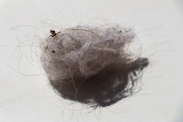 fluff on white background