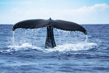 ザトウクジラ 座頭鯨 Humpback whale