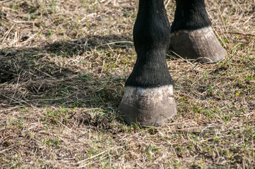 Black horse hoofs closeup on autumn grass surface