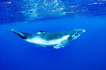 ザトウクジラ 座頭鯨 Humpback whale