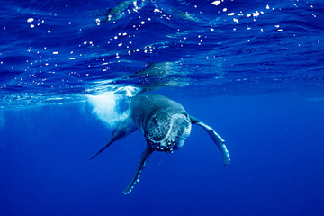 ザトウクジラ 座頭鯨 Humpback whale