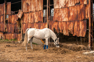 White horse eats straw in old farm barn stable