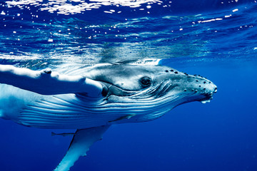 ザトウクジラ 座頭鯨 Humpback whale