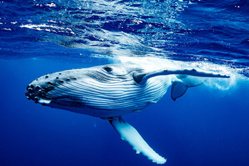 ザトウクジラ 座頭鯨 Humpback whale - obrazy, fototapety, plakaty