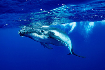 ザトウクジラ 座頭鯨 Humpback whale © Earth theater