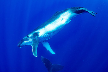 Naklejka premium ザトウクジラ 座頭鯨 Humpback whale