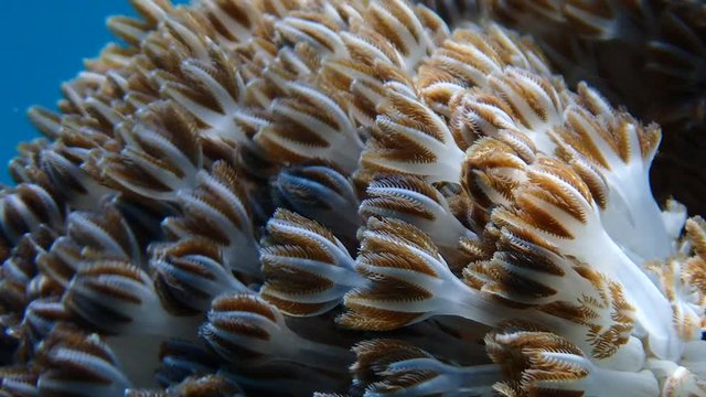 Pulsating soft coral (Xeniidae) dances with ocean current while its tentacles opens and closes to feed on planktons and algae. Moalboal, Cebu, Philippines
