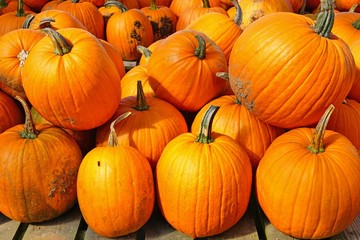 Display of round orange pumpkins at the farmers market in the fall